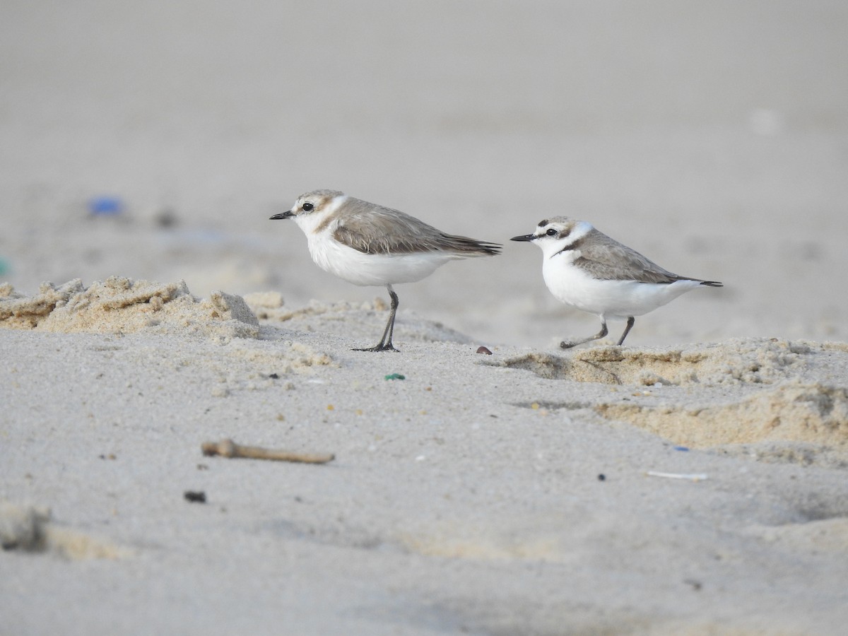 Kentish Plover - João Tiago Ribeiro