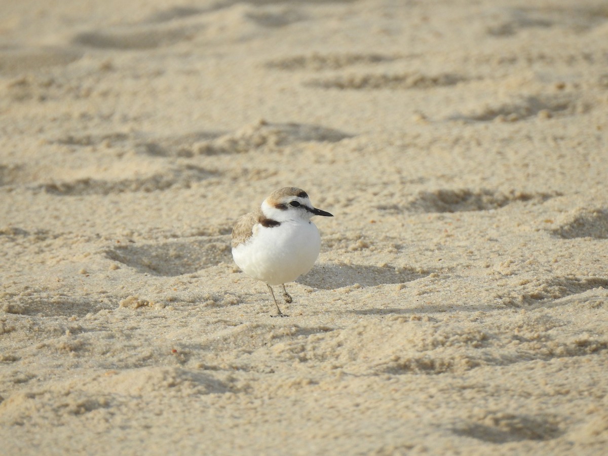 Kentish Plover - ML619626111