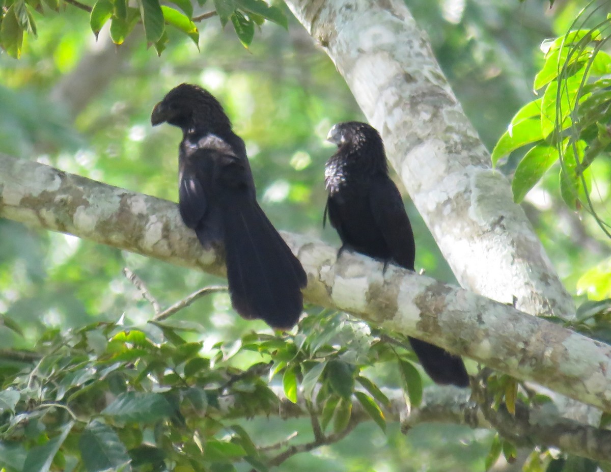 Smooth-billed Ani - ML619626114