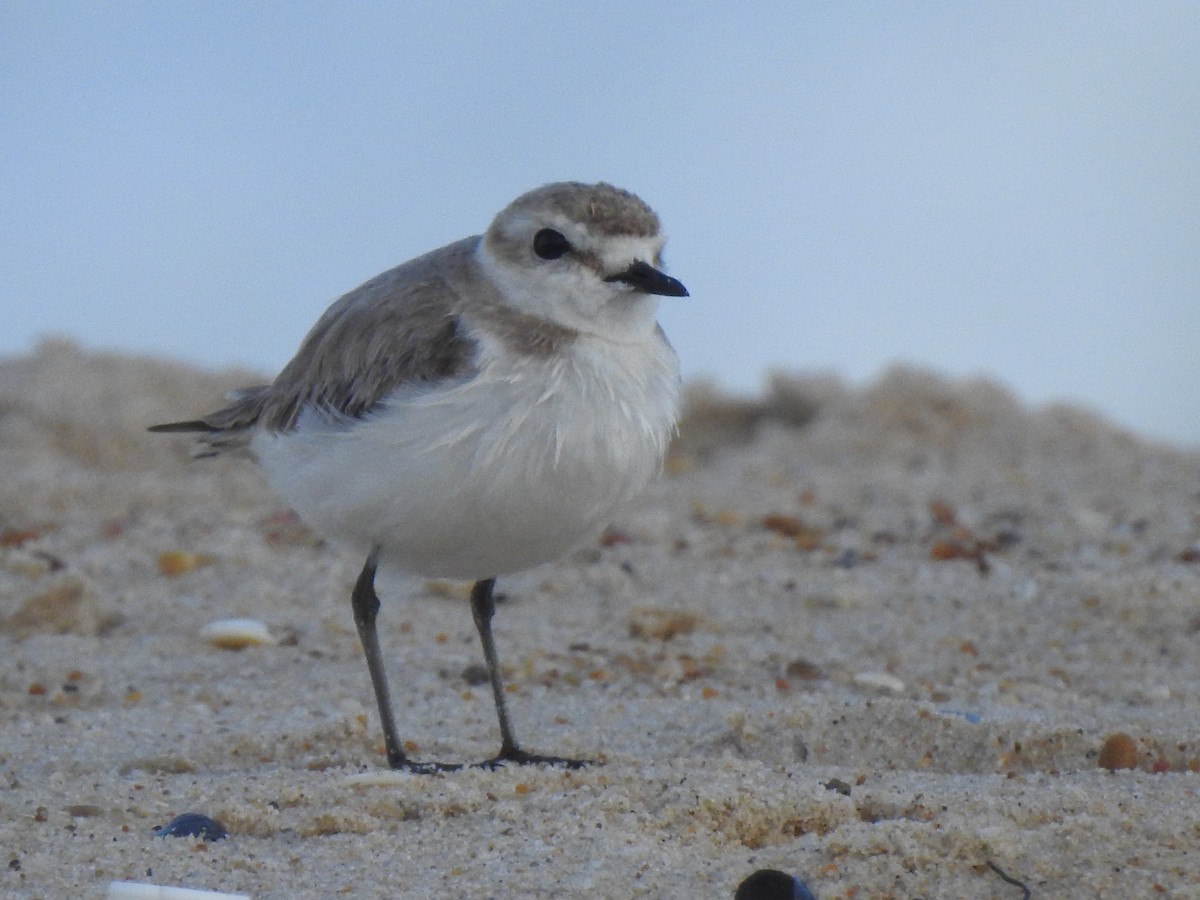 Kentish Plover - ML619626118