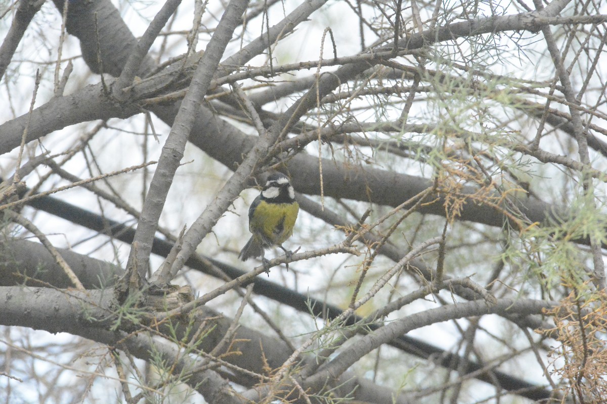 African Blue Tit - ML619626121