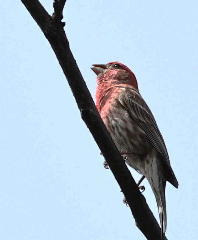 House Finch - Dale & Margaret Raven