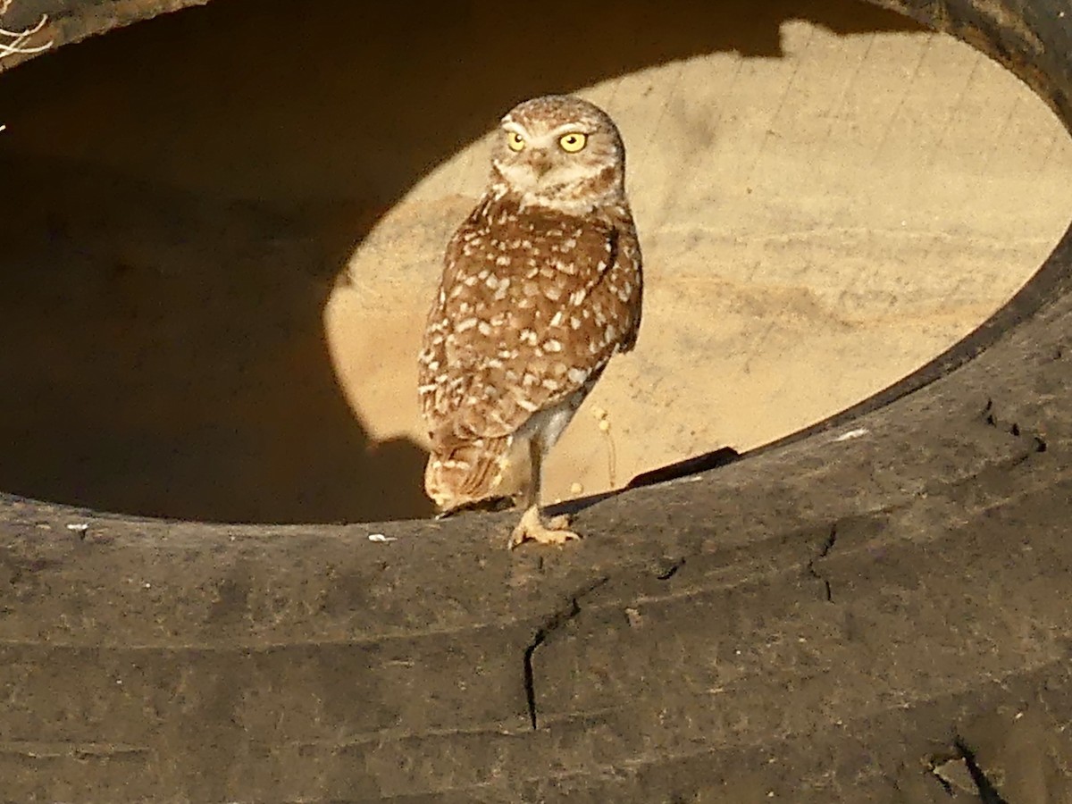 Burrowing Owl - Dennis Wolter