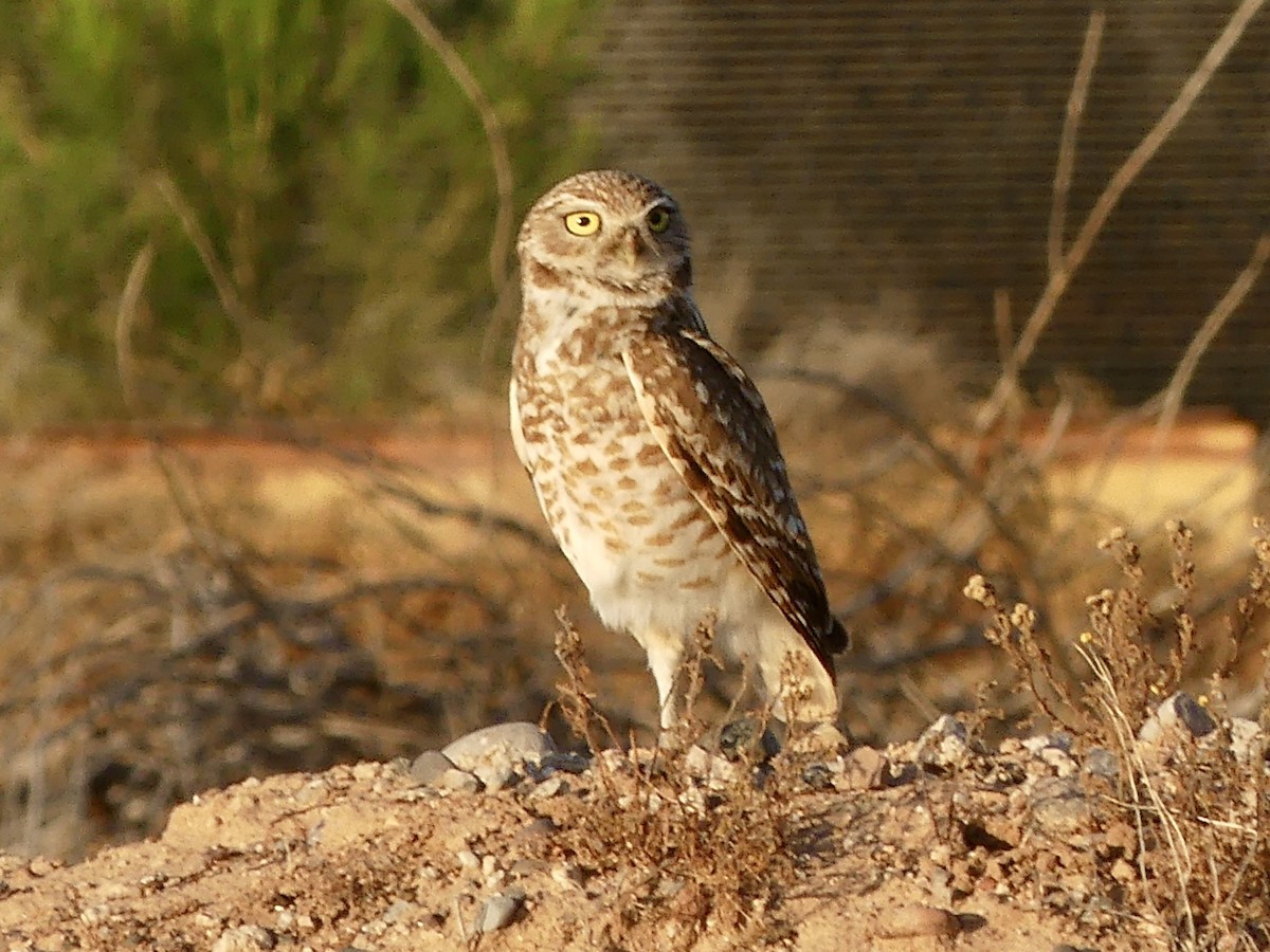 Burrowing Owl - Dennis Wolter