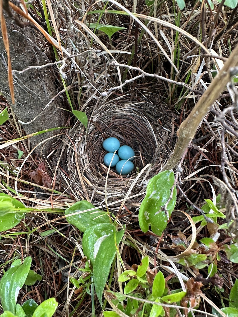 Hermit Thrush - ML619626141