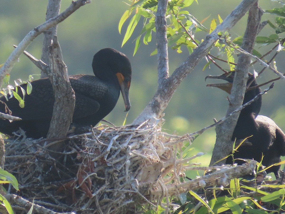 Double-crested Cormorant - Lloyd Davis