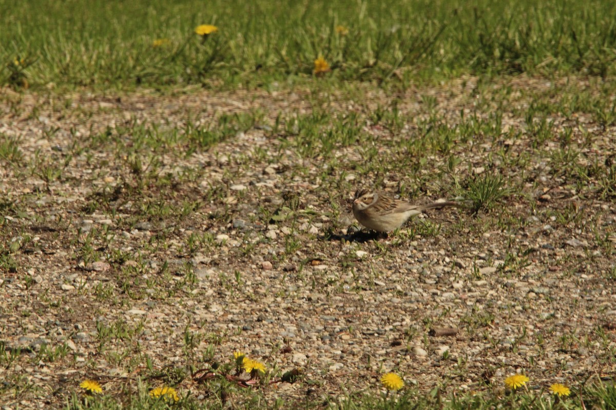 Clay-colored Sparrow - Leigh Nelson