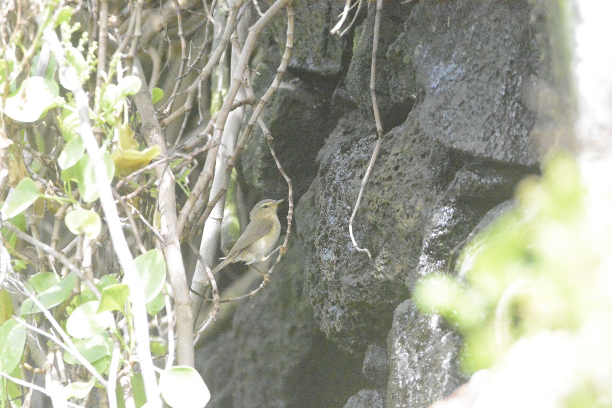 Canary Islands Chiffchaff - ML619626148