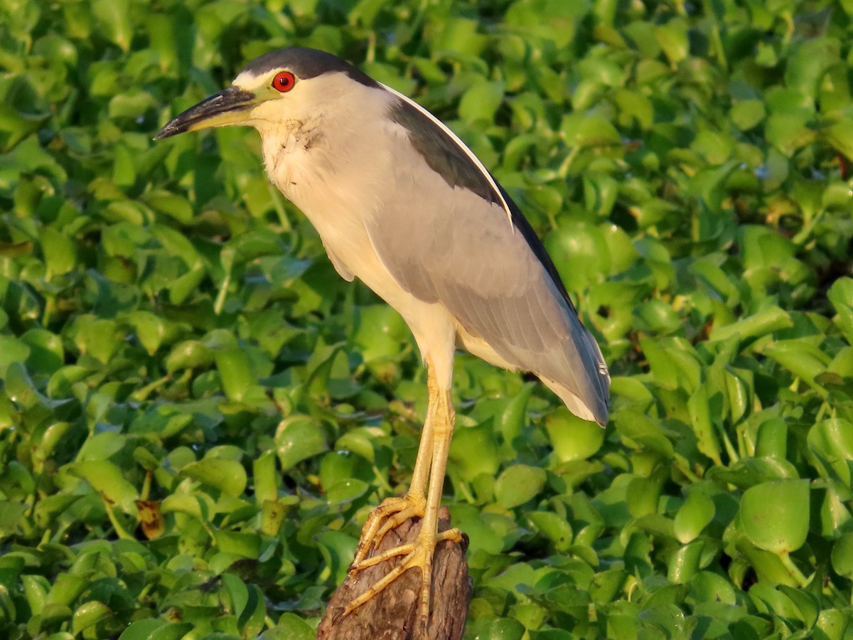 Black-crowned Night Heron - Lloyd Davis