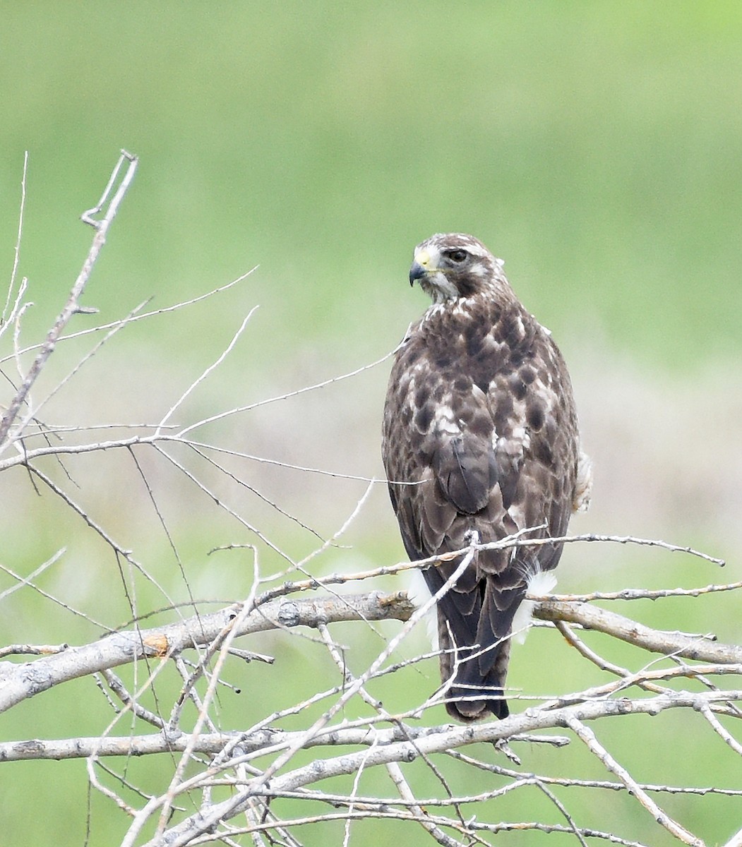 Swainson's Hawk - ML619626154