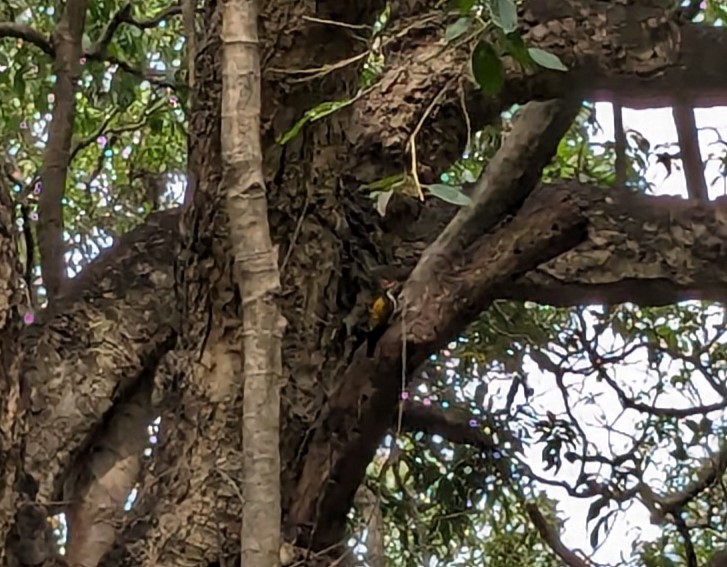 Black-rumped Flameback - Keshav Sampath