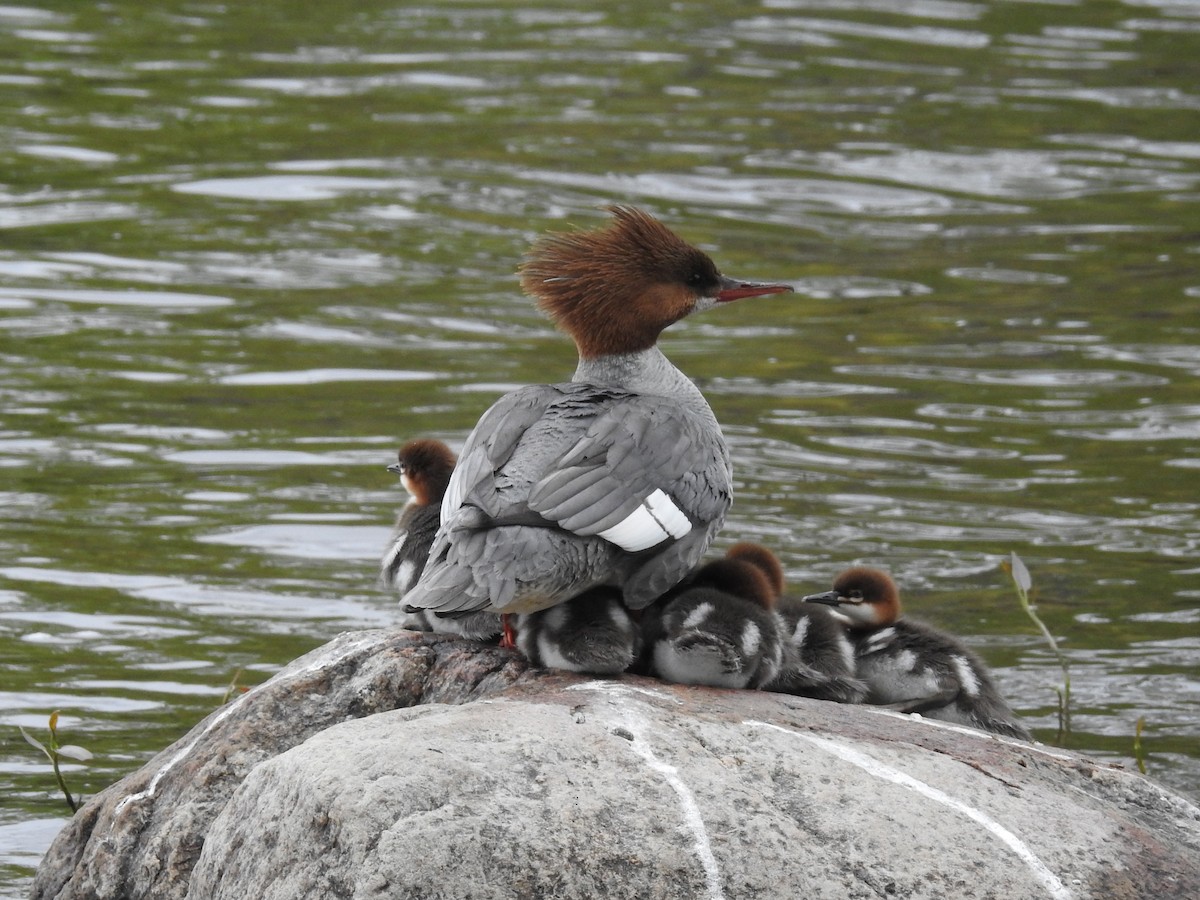 Common Merganser - Jean-Serge Vincent