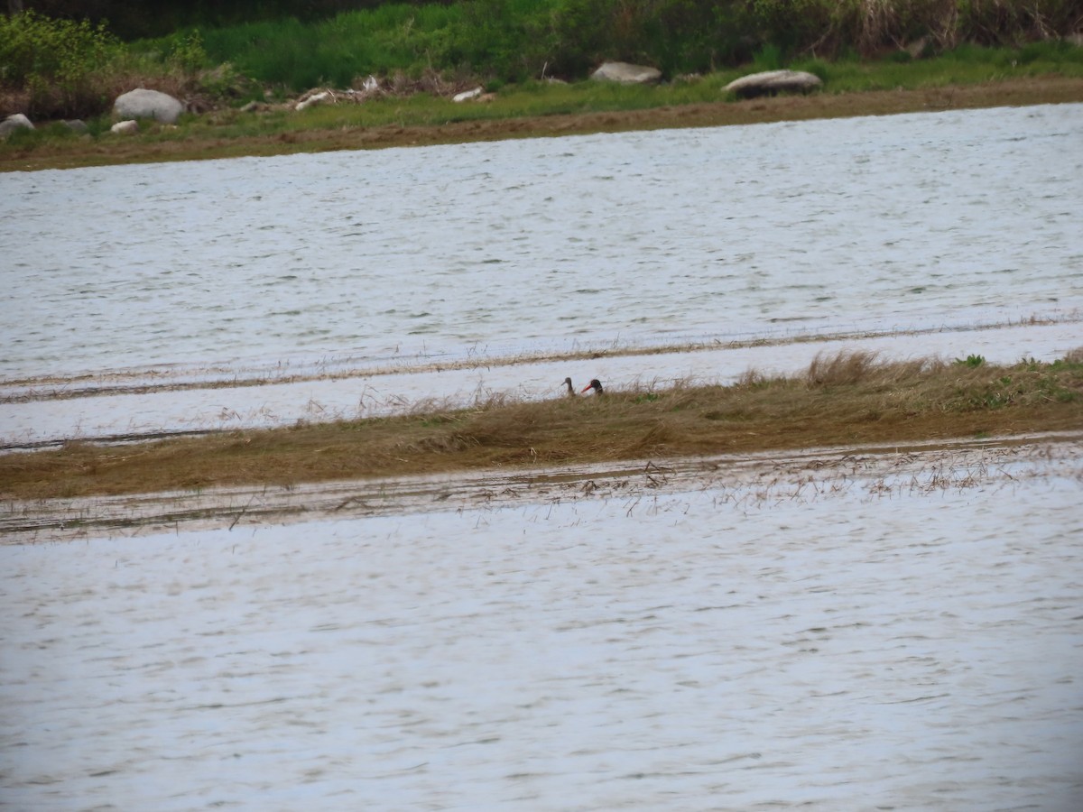 American Oystercatcher - ML619626170