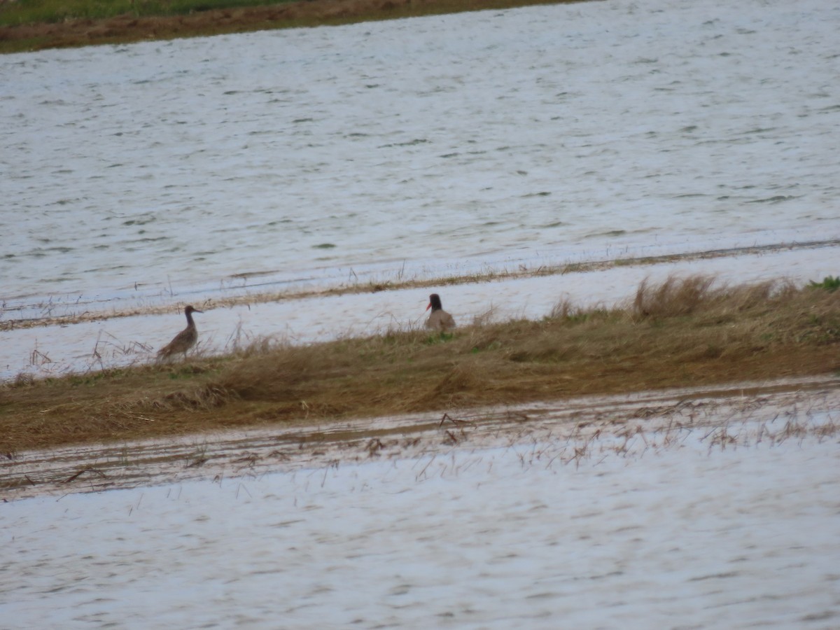 American Oystercatcher - ML619626171