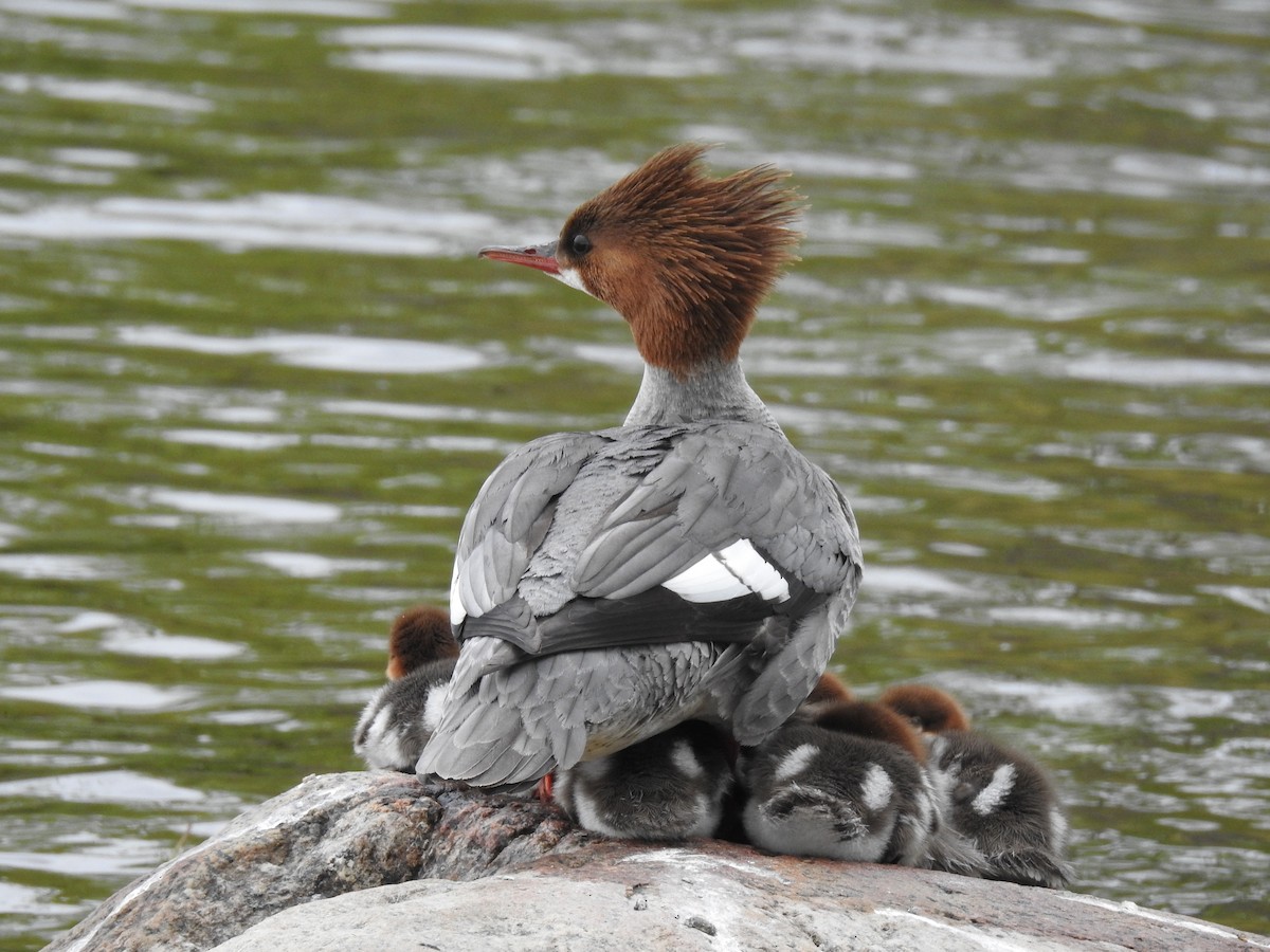 Common Merganser - Jean-Serge Vincent