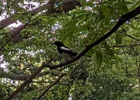 Oriental Magpie-Robin - Keshav Sampath