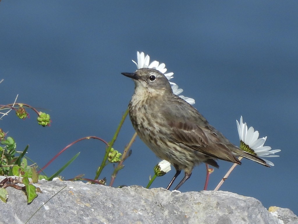 Rock Pipit - Gerald Moore