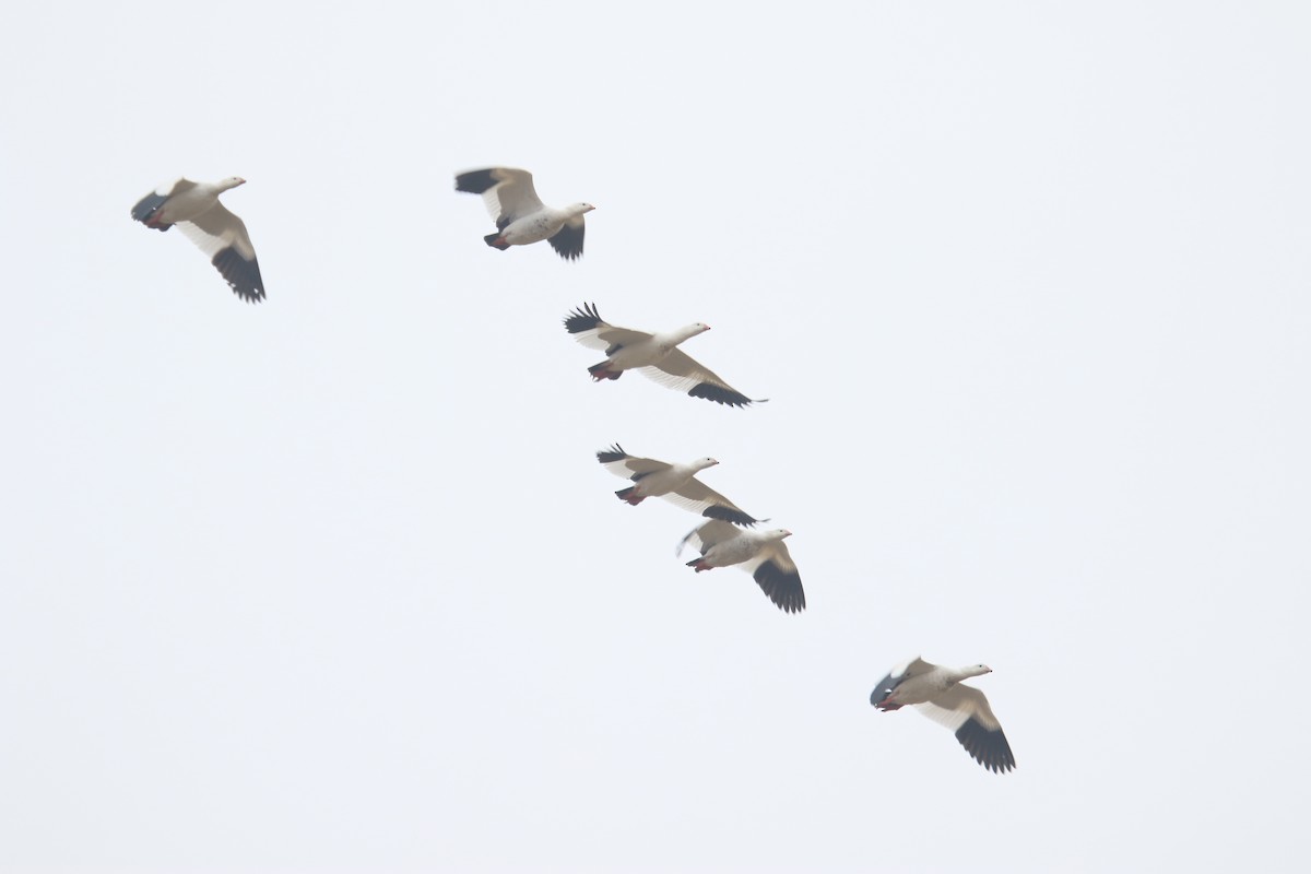 Andean Goose - Darwin Moreno