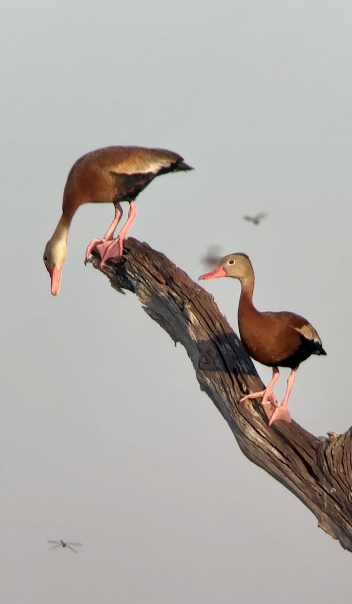Black-bellied Whistling-Duck - Soule Mary