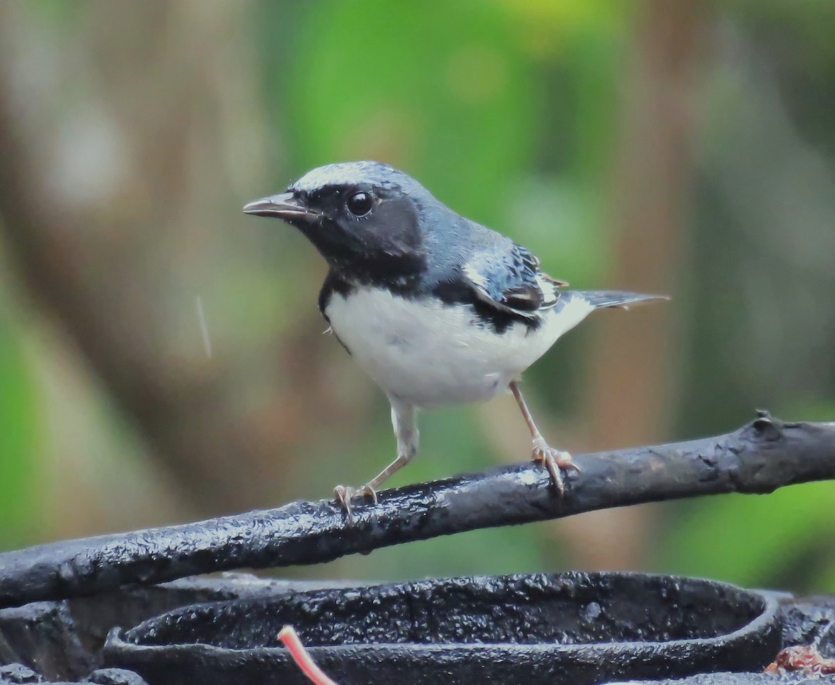 Black-throated Blue Warbler - Scot Duncan