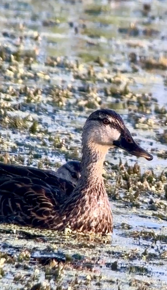 Mallard (Domestic type) - Soule Mary