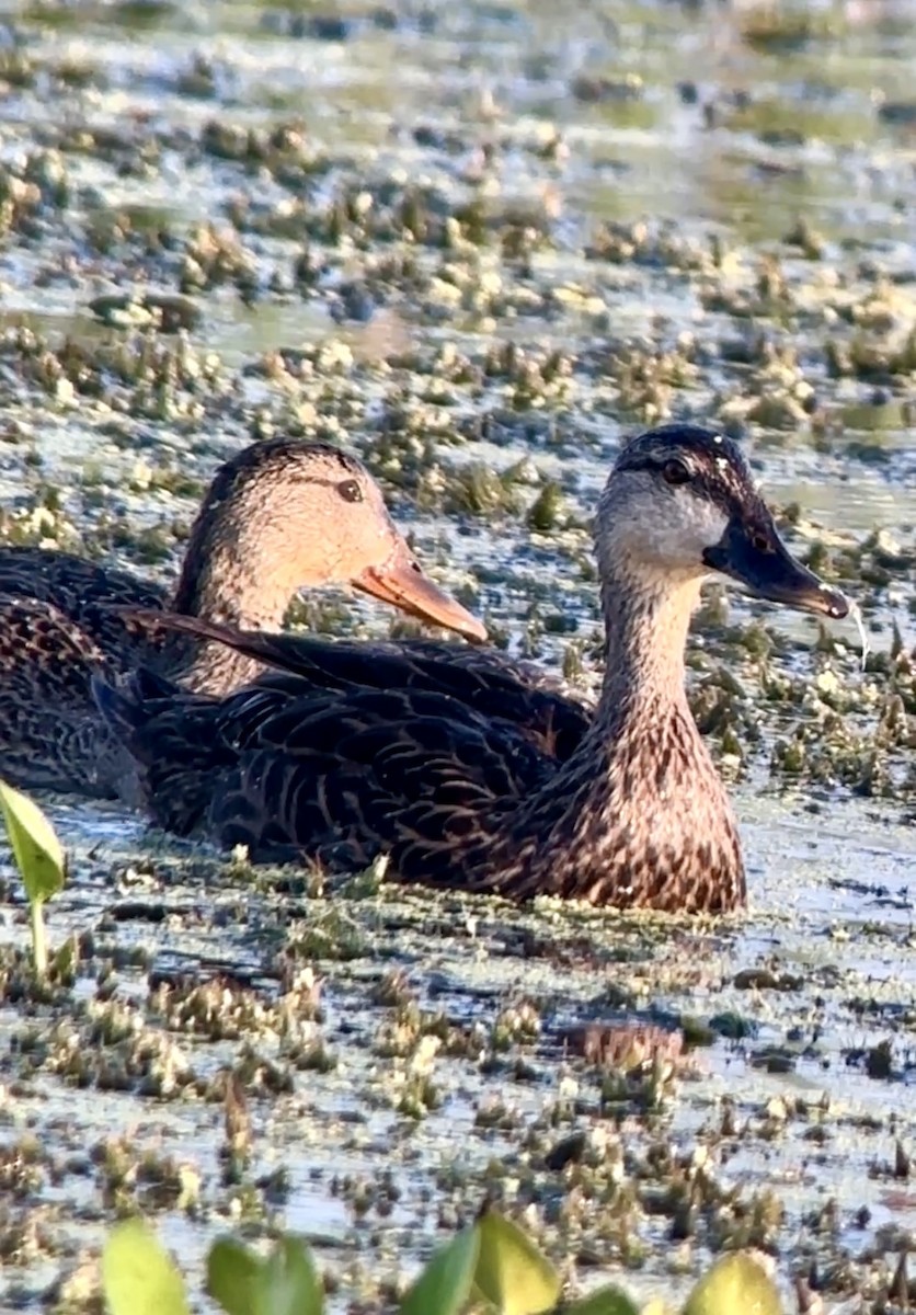 Mallard (Domestic type) - Soule Mary