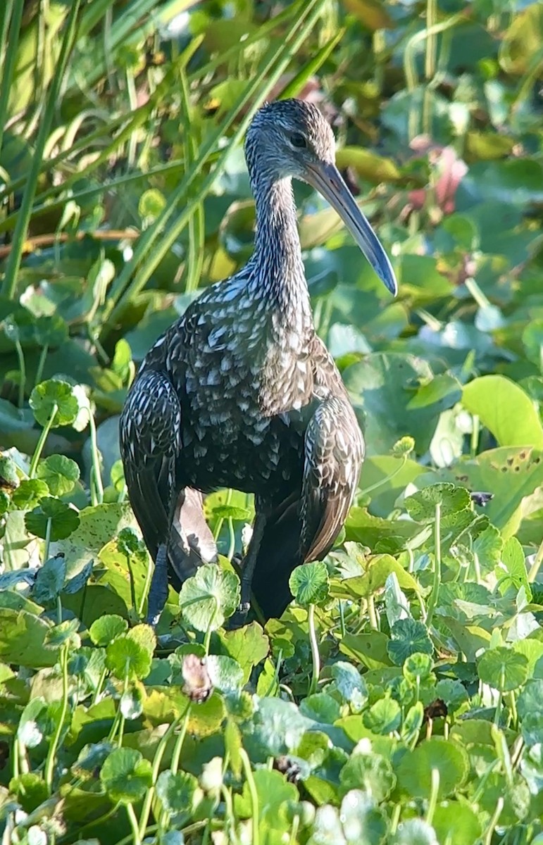 Limpkin - Soule Mary