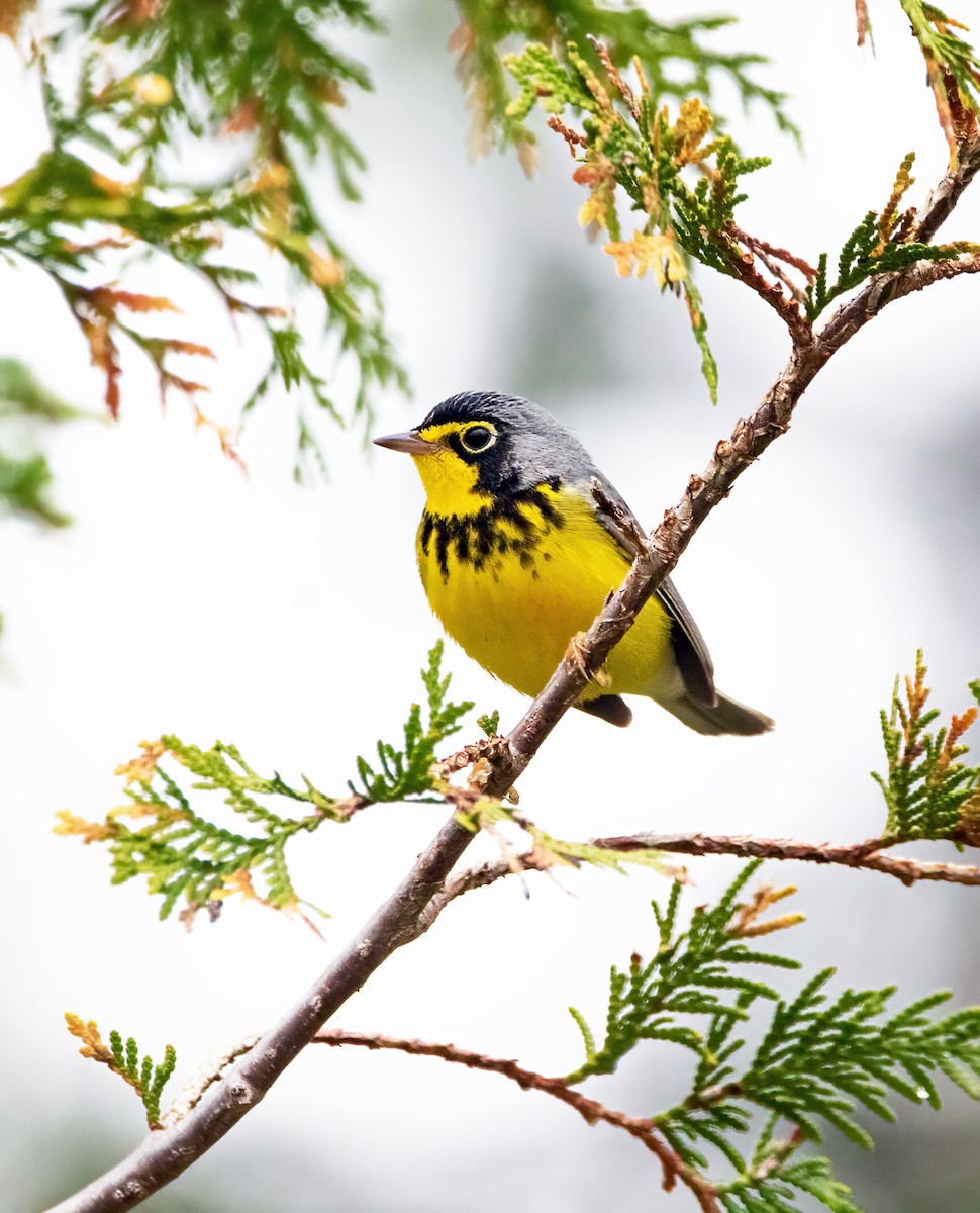 Canada Warbler - Marie-Josee D'Amour
