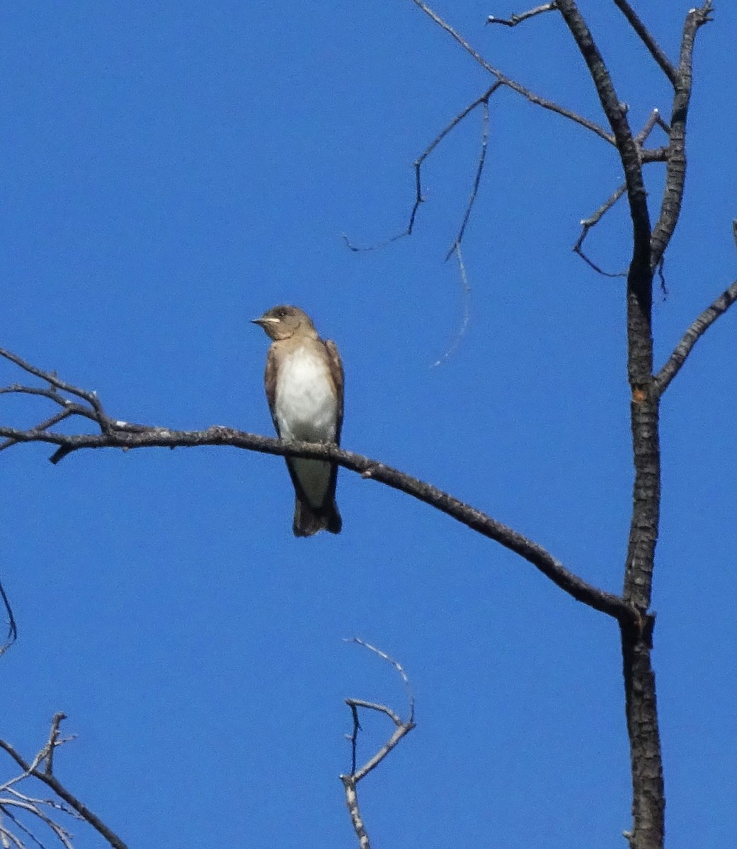 Northern Rough-winged Swallow - ML619626238