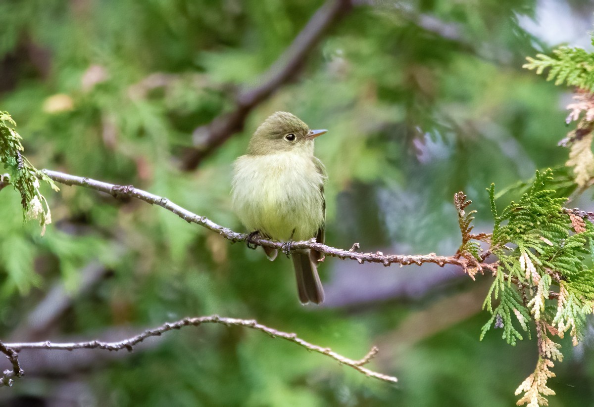 Yellow-bellied Flycatcher - Marie-Josee D'Amour