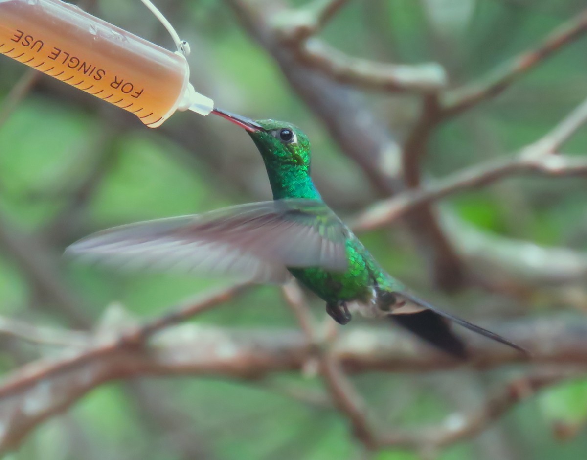 Cuban Emerald - ML619626246