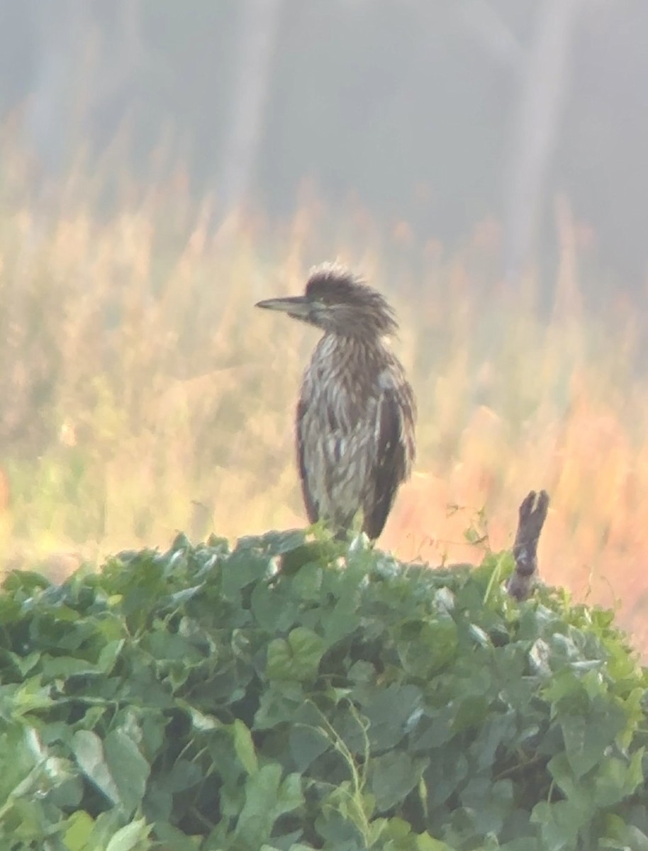 Black-crowned Night Heron - Soule Mary