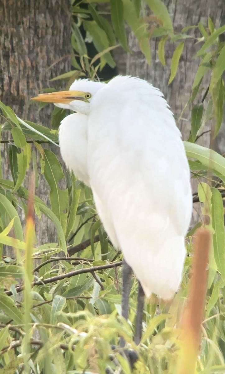 Great Egret - Soule Mary