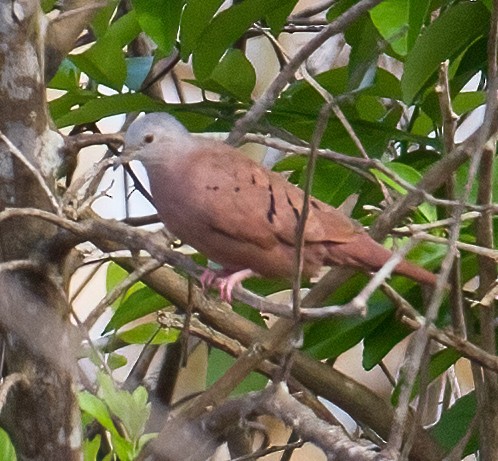 Ruddy Ground Dove - José Martín