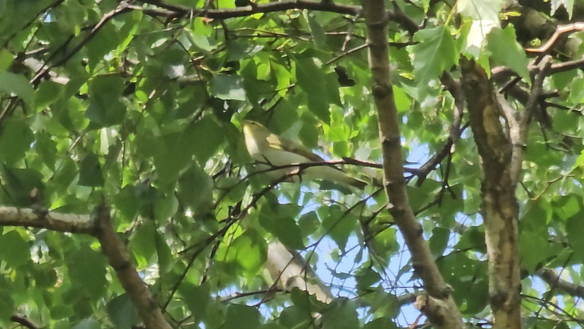 Wood Warbler - Måns Karlsson