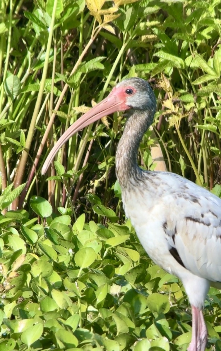 White Ibis - Soule Mary