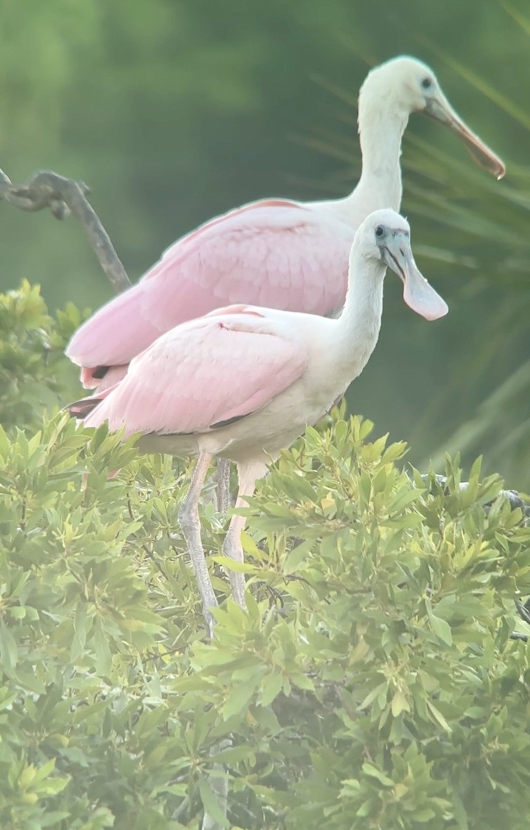 Roseate Spoonbill - Soule Mary
