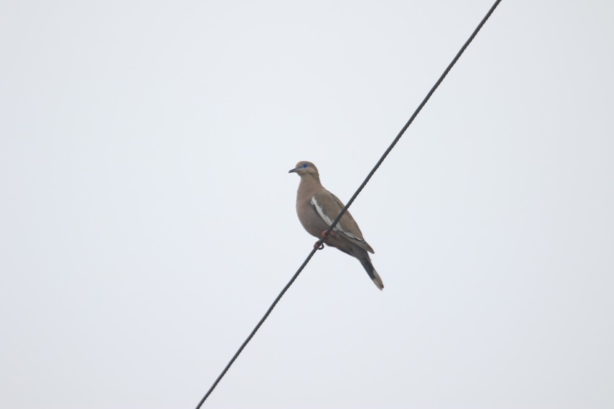 West Peruvian Dove - ML619626273