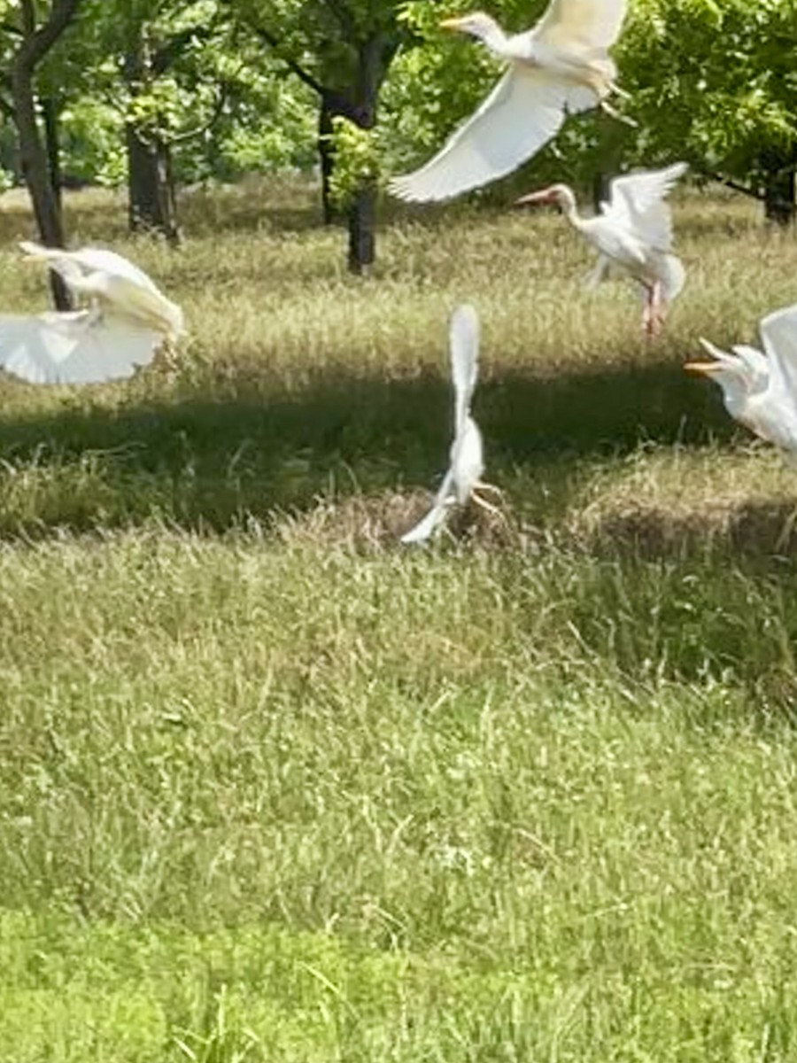 White Ibis - Cynthia Houston