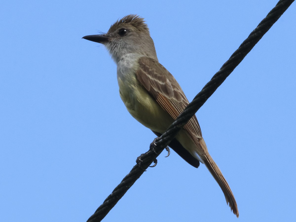 Brown-crested Flycatcher - Amy Bishop & Doug Booher