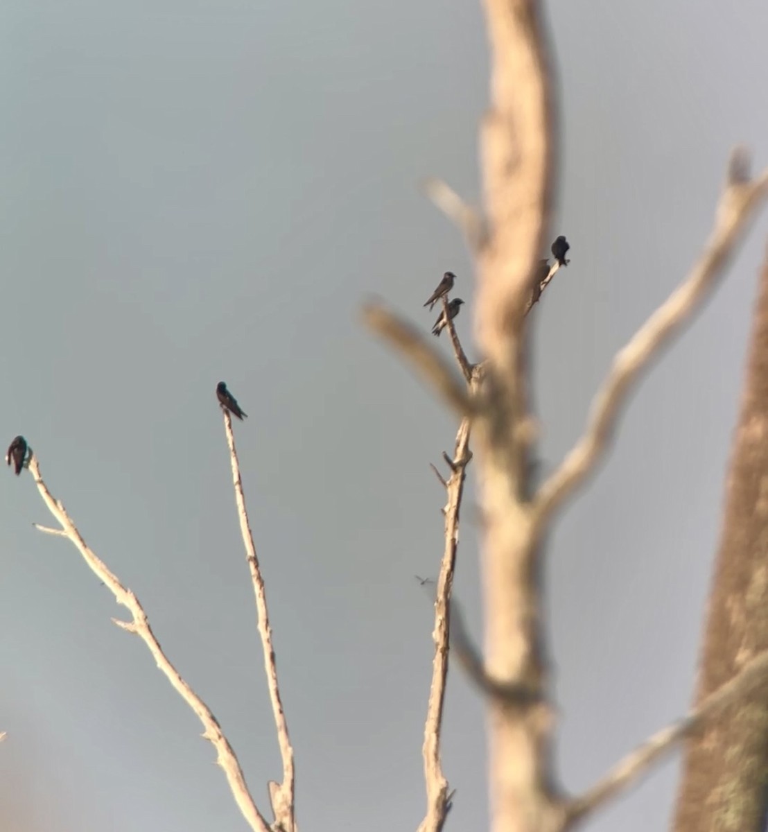 Purple Martin - Soule Mary