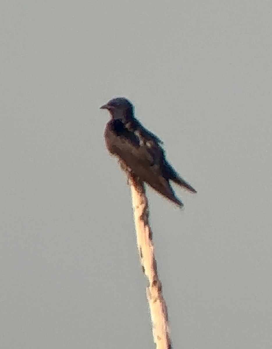 Purple Martin - Soule Mary