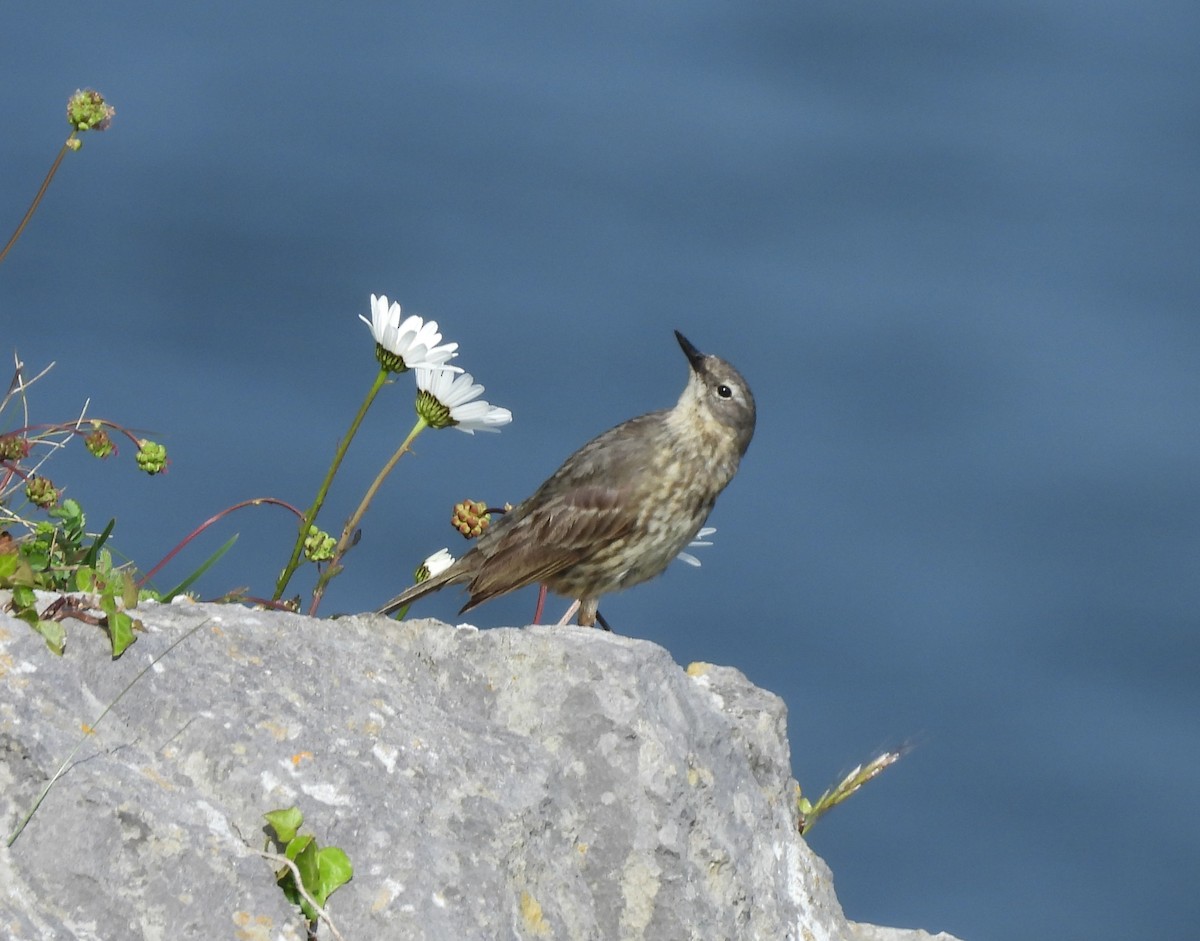 Rock Pipit - Gerald Moore