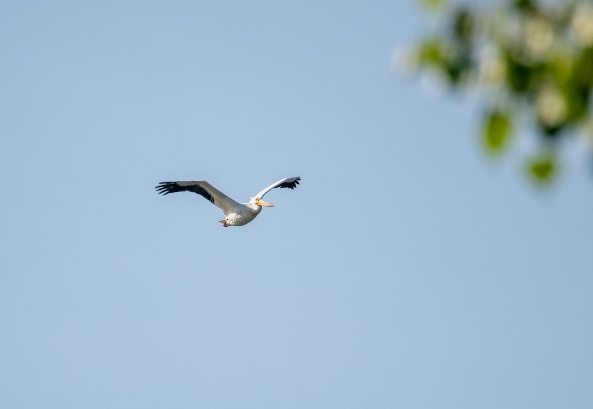 American White Pelican - ML619626285