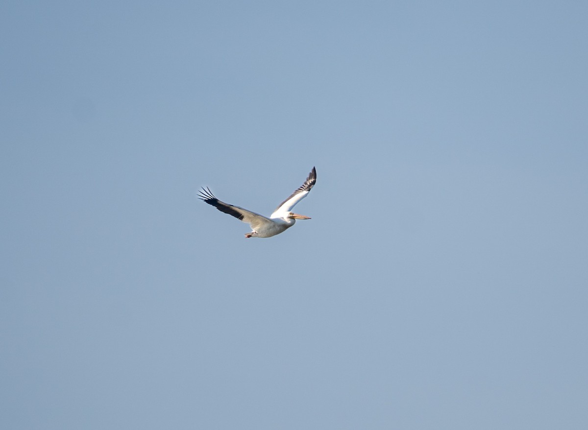 American White Pelican - ML619626286