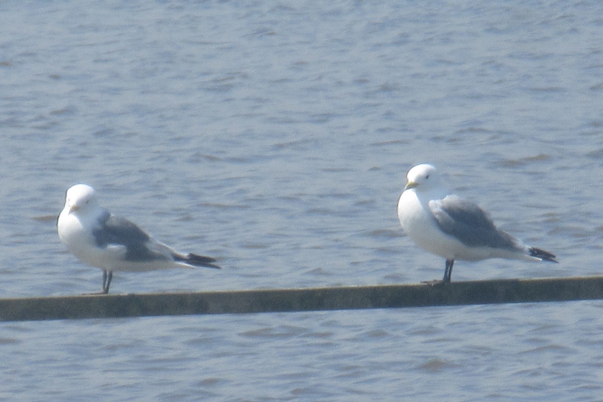 Black-legged Kittiwake - Alex Press