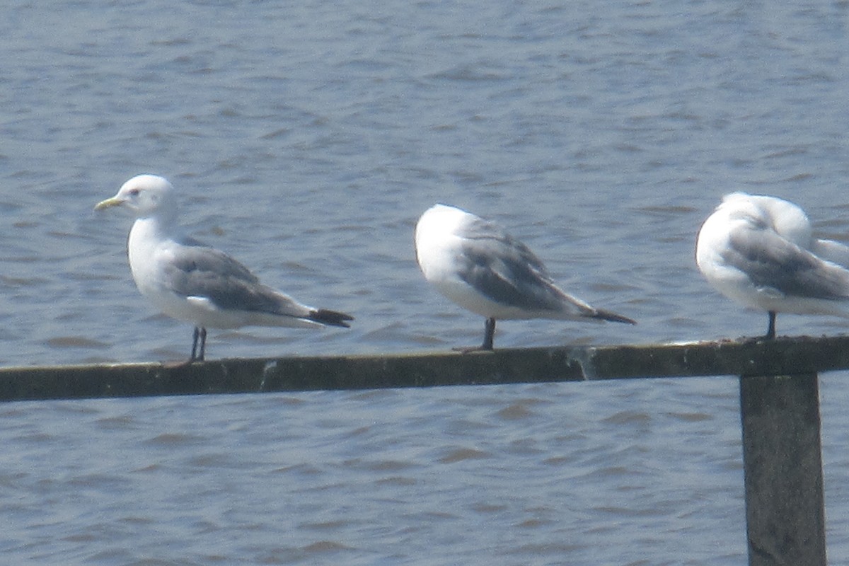 Black-legged Kittiwake - Alex Press