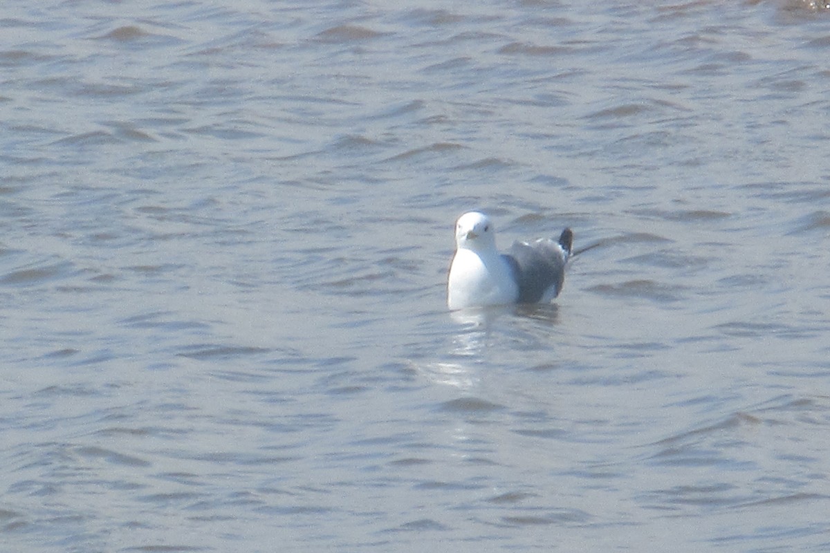 Black-legged Kittiwake - Alex Press