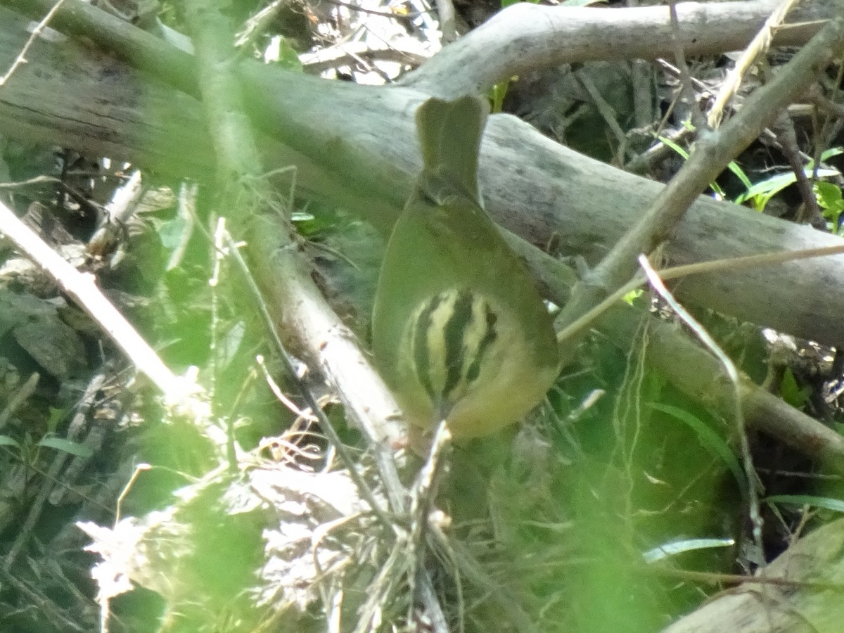 Worm-eating Warbler - John Shenot