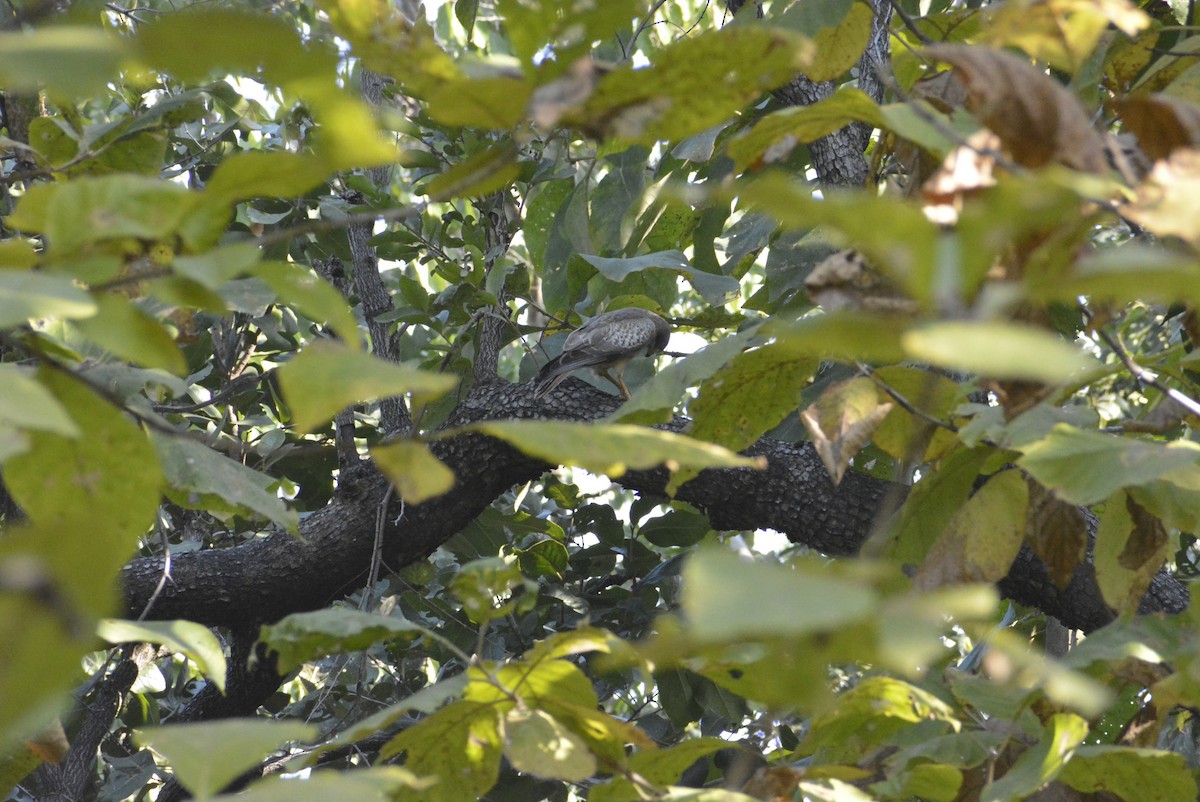 Roadside Hawk - Karthik Solanki